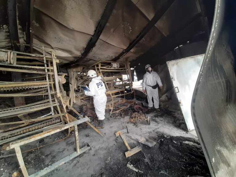 PDI investiga intencionalidad de incendio que destruyó galpón avícola en Palmilla