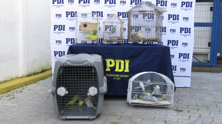 PDI de Talca detuvo a sujetos que vendían aves exóticas prohibidas en feria libre