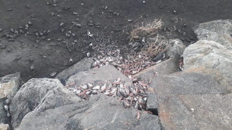 Vecinos denuncian presencia de centenares de cabezas de pescado en roqueríos de Iloca