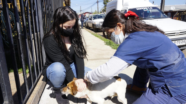 Municipalidad de Teno ha atendido a más de 600 mascotas en operativos veterinarios