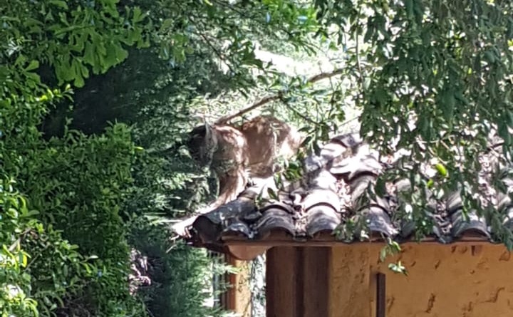Dueño de casa encontró un puma en el techo de su bodega en Romeral