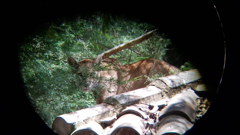 Puma escapó de captura en Romeral: SAG activó código rojo ante posible reaparición