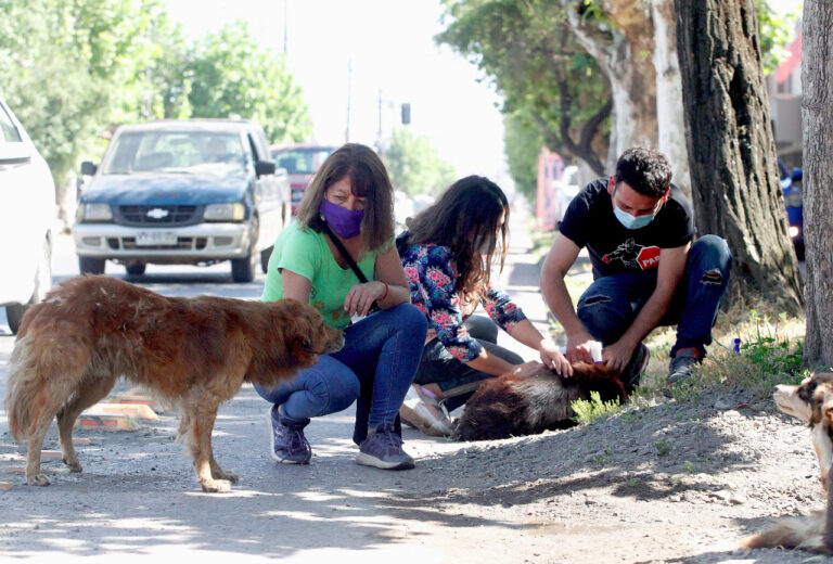 Municipio de Curicó y agrupaciones animalistas realizaron operativo veterinario a perros callejeros