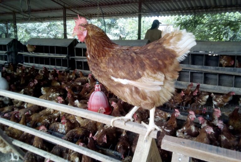 Vecinos de sector Remolino de Hualañé se oponen a instalación de nuevo gallinero