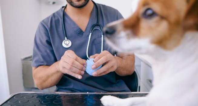 Tribunal de Talca admitió querella contra supuesto veterinario por ejercicio ilegal de la profesión
