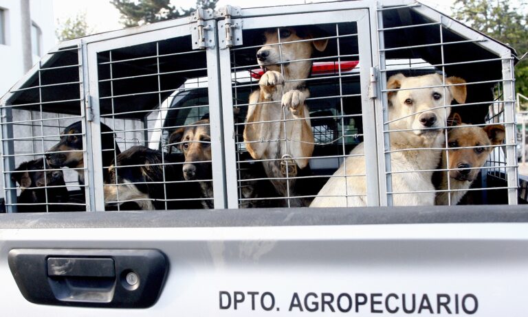 Municipio de Curicó trasladó a 62 perros que estaban en canil de Población Puente Alto