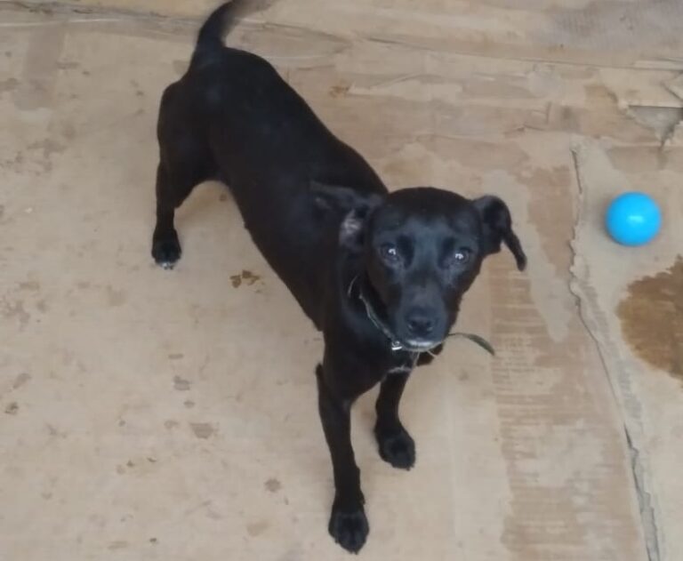 Vecina de Potrero Grande llamó a adoptar perros desamparados tras muerte de su amo
