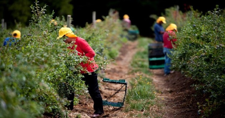 OMIL Rauco realiza capacitaciones y difunde ofertas laborales de temporada