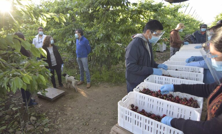 Alcalde de Romeral visitó huertos de cerezas para revisar cumplimiento de protocolos Covid-19