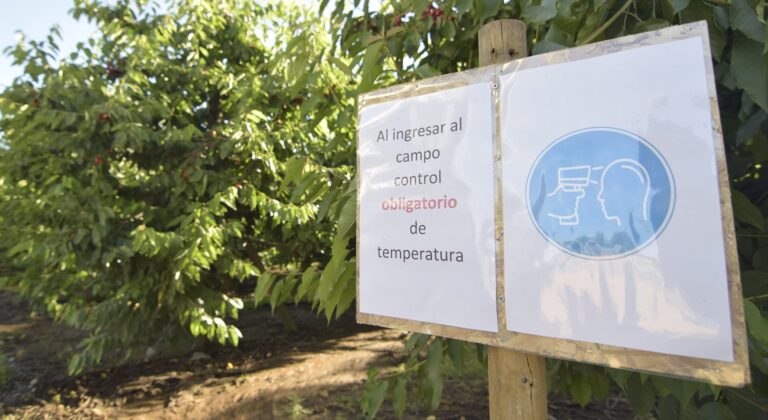 Alcalde de Romeral confirmó que brote de Covid-19 en huerto fue originado por temporeros sureños contagiados