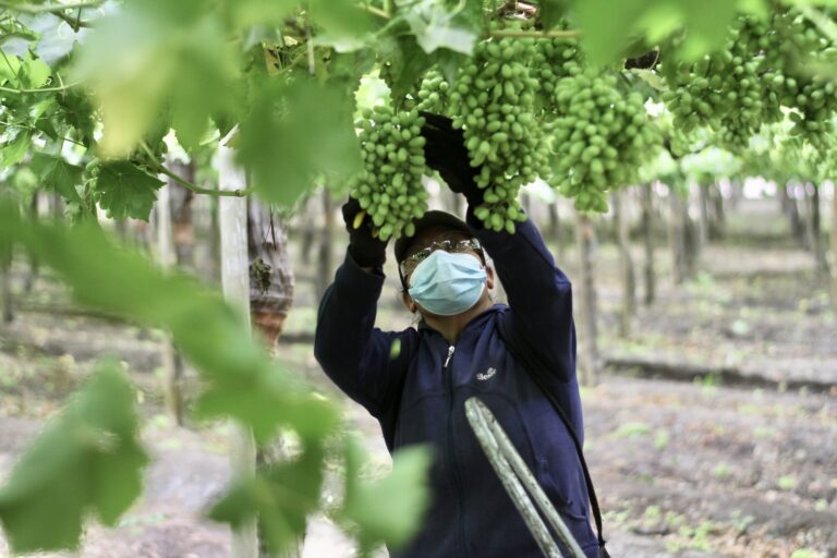 Gobierno cifra en 820 mil los beneficiados por el Bono Pyme y llamó a pequeñas empresas agrícolas a cobrarlo