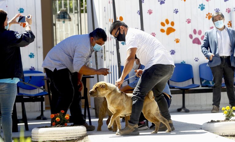 Municipio de Curicó y agrupación animalista de Sarmiento implementaron operativo de salud para mascotas