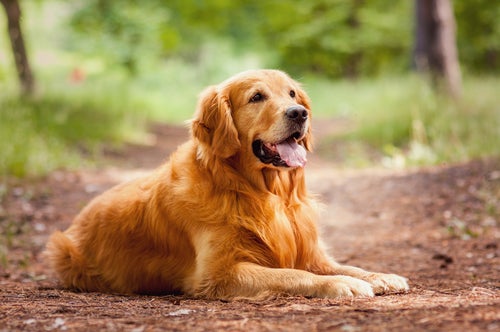 Rescatan a 20 golden retriever desde carnicerías de China