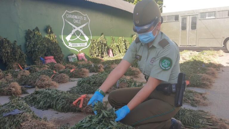 Carabineros decomisó más de 14 mil plantas de marihuana en precordillera de Molina