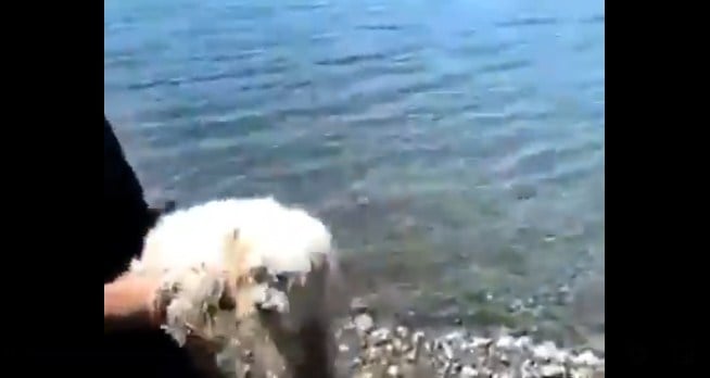 Fiscalía de Castro investiga caso de maltrato de perro arrojado al mar en Chiloé