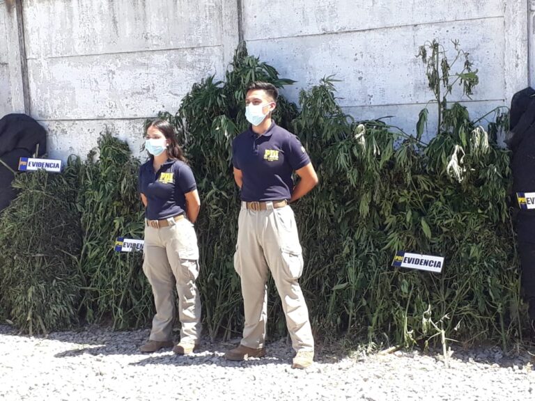 PDI de Curicó encontró cultivo de marihuana con 1.380 plantas en Hualañé
