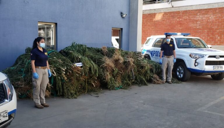 PDI realizó incautación de marihuana avaluada en más de $4.500 millones en Constitución