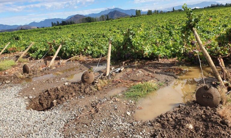 Productores de fruta estiman pérdidas de $150 millones de dólares por sistema frontal en zona central