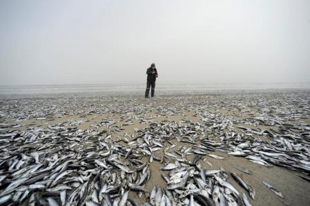 Nueva varazón de peces muertos inundó playa en Arauco