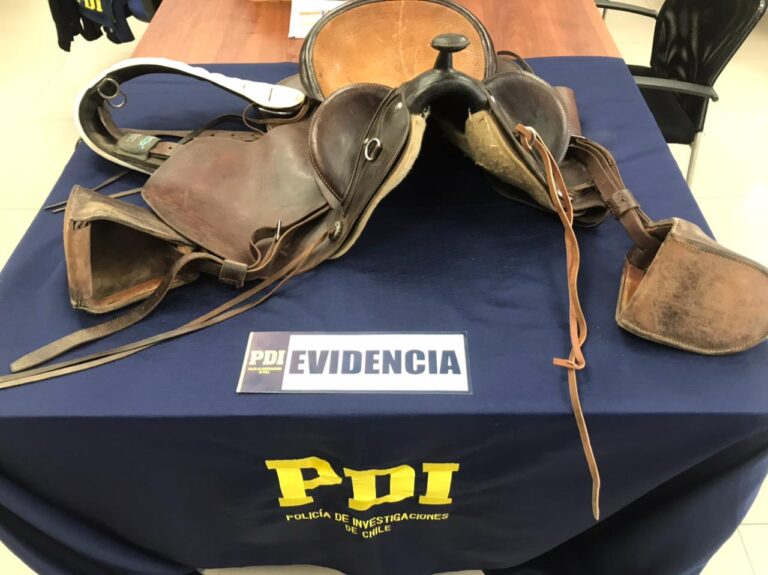 En Los vilos apareció montura de caballo robada en Talca