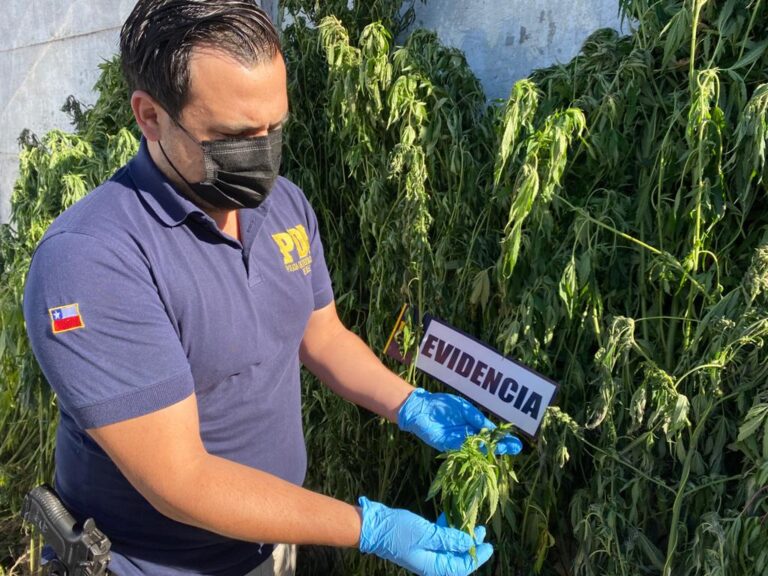 PDI detiene a mujer con 48 plantas de marihuana en el sector de Potrero Grande