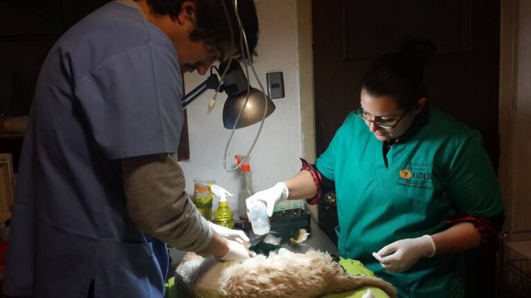 Caso mascotas: Veterinario critica alimentos industriales y llama a consultar con especialistas