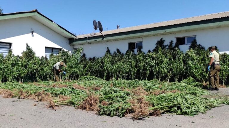 Carabineros incautó 511 plantas de marihuana desde cultivo en cerro La Leonera de Licantén