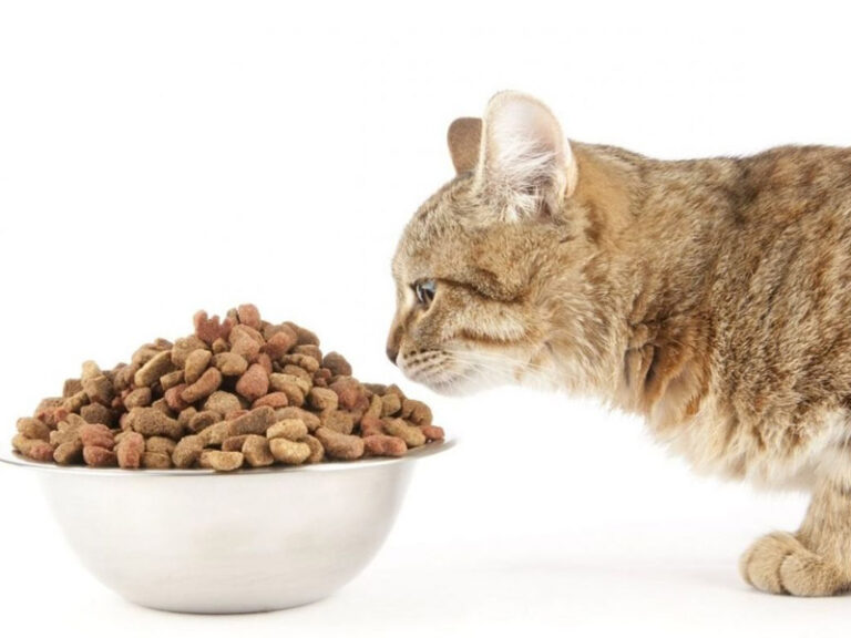 Sernac exigirá compensaciones para dueños de gatos afectados por alimento Master Cat