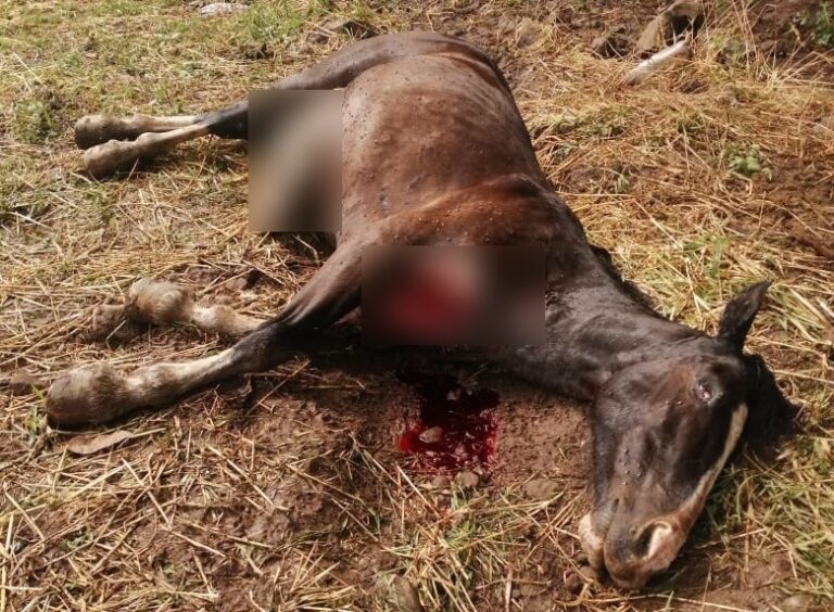 Familia de Romeral pide ayuda por pumas que entran a su propiedad y atacan animales