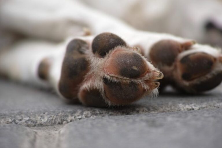 Mujer denunció cruel maltrato a su perro en sector Las Arboledas de Teno