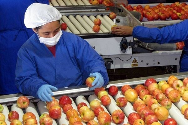 Consejero regional del Maule denuncia que frutícolas obligan a trabajar a personas contagiadas con Covid-19