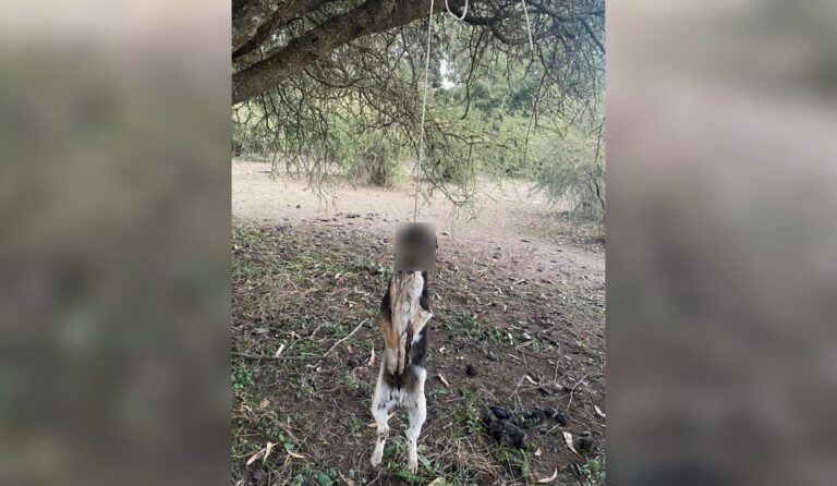 Vecina de Vichuquén denunció hallazgo de perros muertos que habrían sido torturados