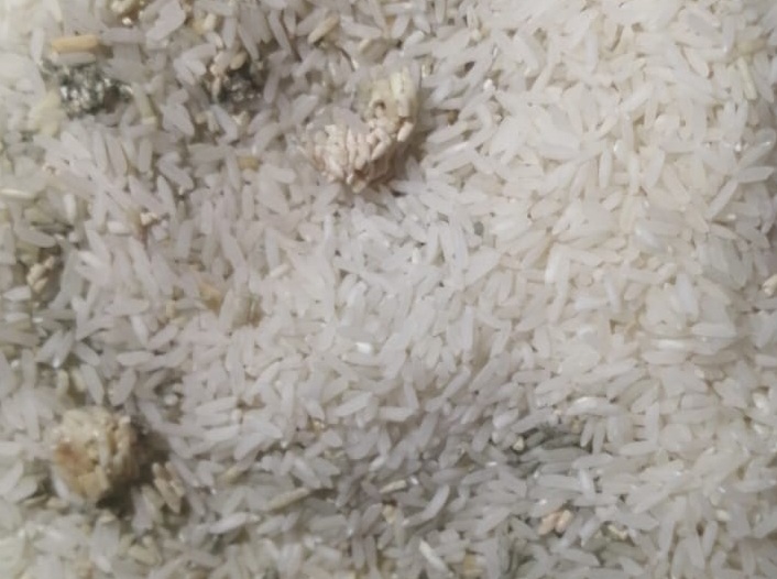 Ingeniero agroindustrial explicó cómo se generan los gusanos y larvas encontrados en alimentos