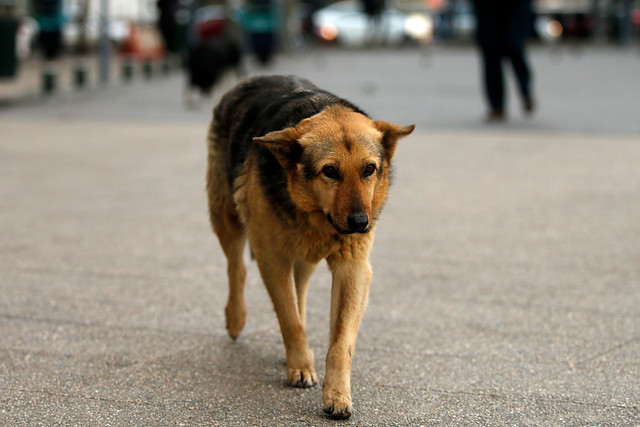 Incentivan Ley de Tenencia Responsable de Mascotas tras muerte de persona