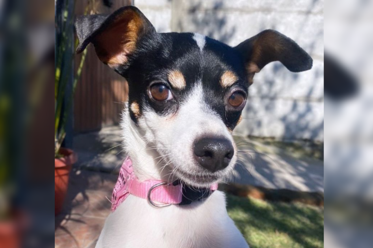 Concejal de Curicó pide investigar muerte de mascota esterilizada en programa municipal