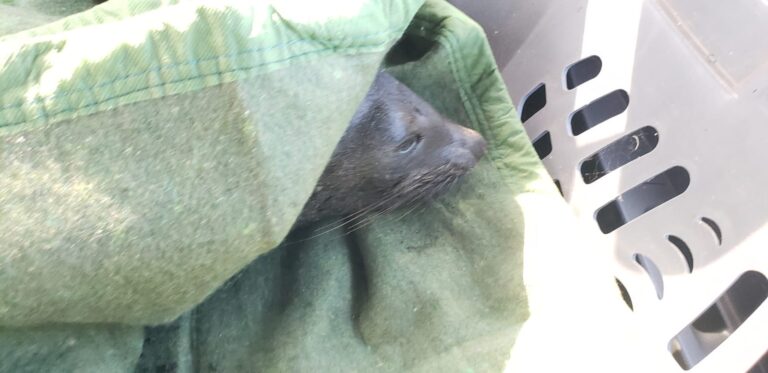 Lobito marino aparecido en Iloca fue rescatado por Sernapesca