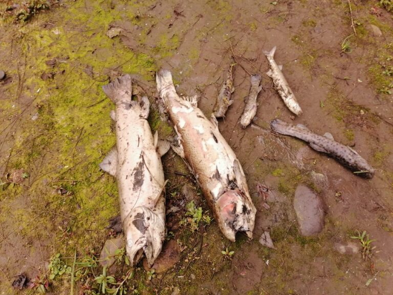 Vecinos del Estero Pichuco de Sagrada Familia denuncian alta mortandad de peces