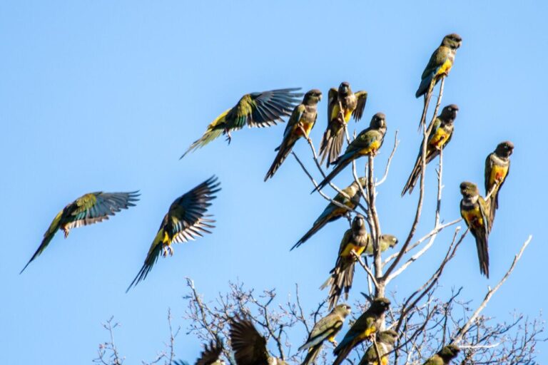 Denuncian uso de disparos de ruido en parcelas de Los Queñes para ahuyentar a bandadas de loros tricahue