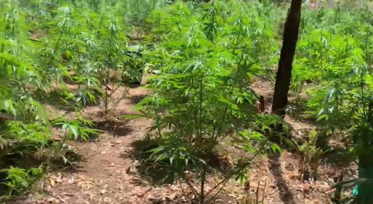 PDI incauta 7 mil 500 plantan de cannabis en diversas comunas de la provincia de Curicó