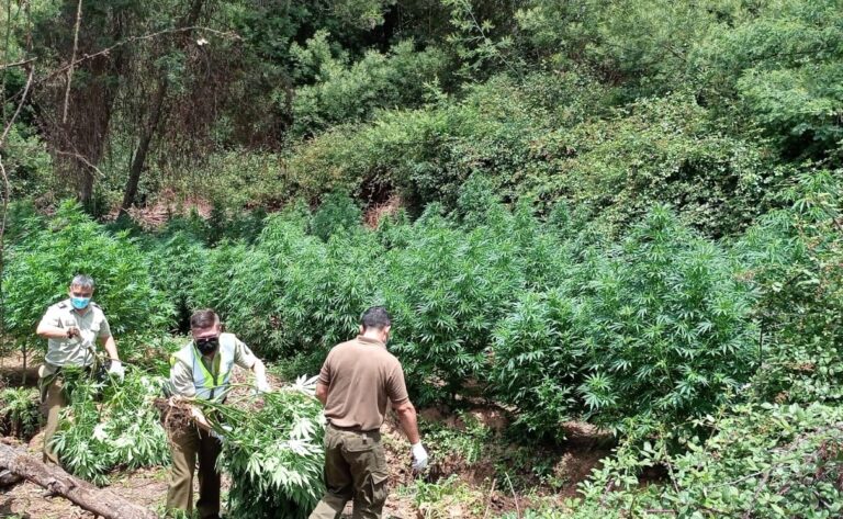 Carabineros encontró cien plantas de marihuana en la reserva nacional Laguna Torca de Vichuquén