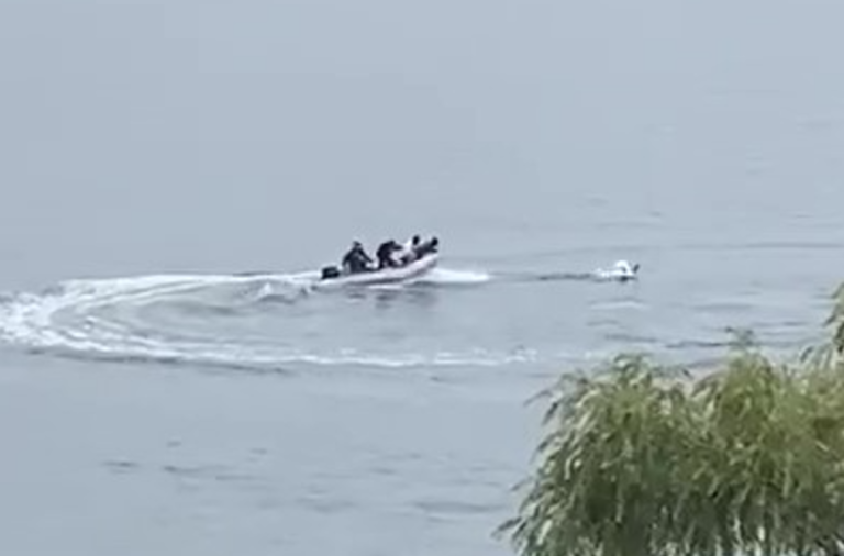 Inaudito: sorprenden a sujetos en lancha amedrentando a cisnes en Lago Vichuquén