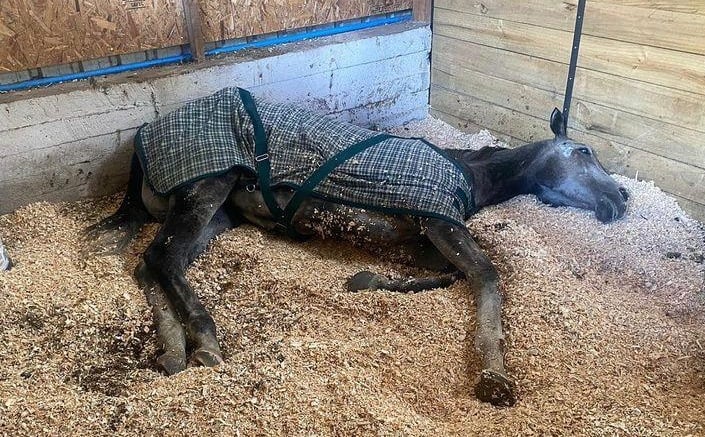 Veterinaria denuncia maltrato animal contra yegua en Rauco y acusa a dueño de amenazas