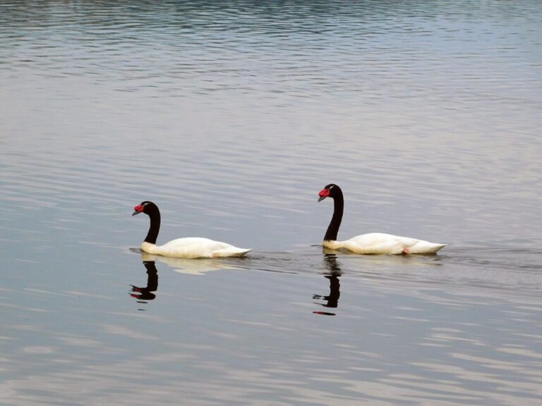Fiscalía de Licantén ordena investigación por maltrato de cisne en el Lago Vichuquén