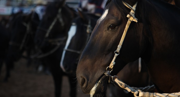 Familia sufrió millonario robo de caballos en Fundo Santa Ana de Los Niches en Curicó