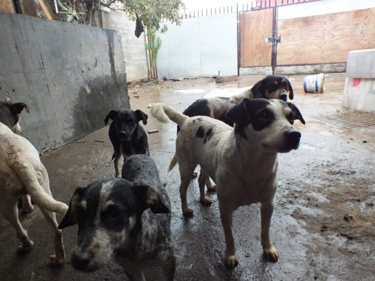 Maltrato animal: Abandonan casa dejando a 15 perros en su interior