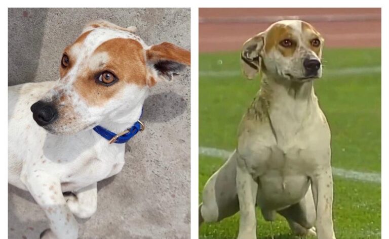 El perrito que se robó las miradas en el Estadio La Granja busca dueño