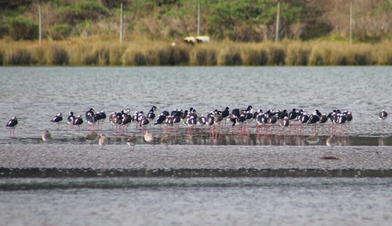 Con trekking y jornada de avistamiento se celebró Día de las Aves Migratorias en el Río Mataquito