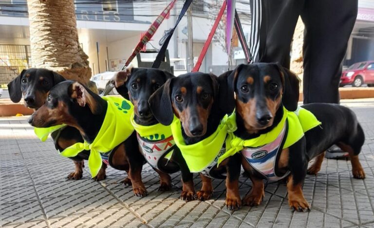 Fundación PatiCorta y Carabineros realizaron exitosa “CaminaDog” en Curicó