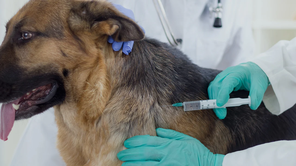 Municipalidad de Romeral anuncia operativo gratuito de implantación de microchip para mascotas