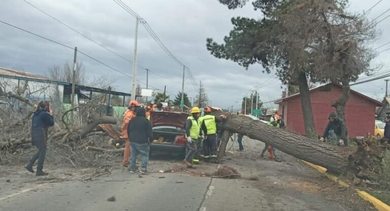 SIAT de Carabineros investiga muerte de mujer por caída de árbol sobre automóvil en Romeral
